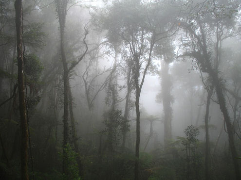borneo-forest-kinabalu-mist-fog