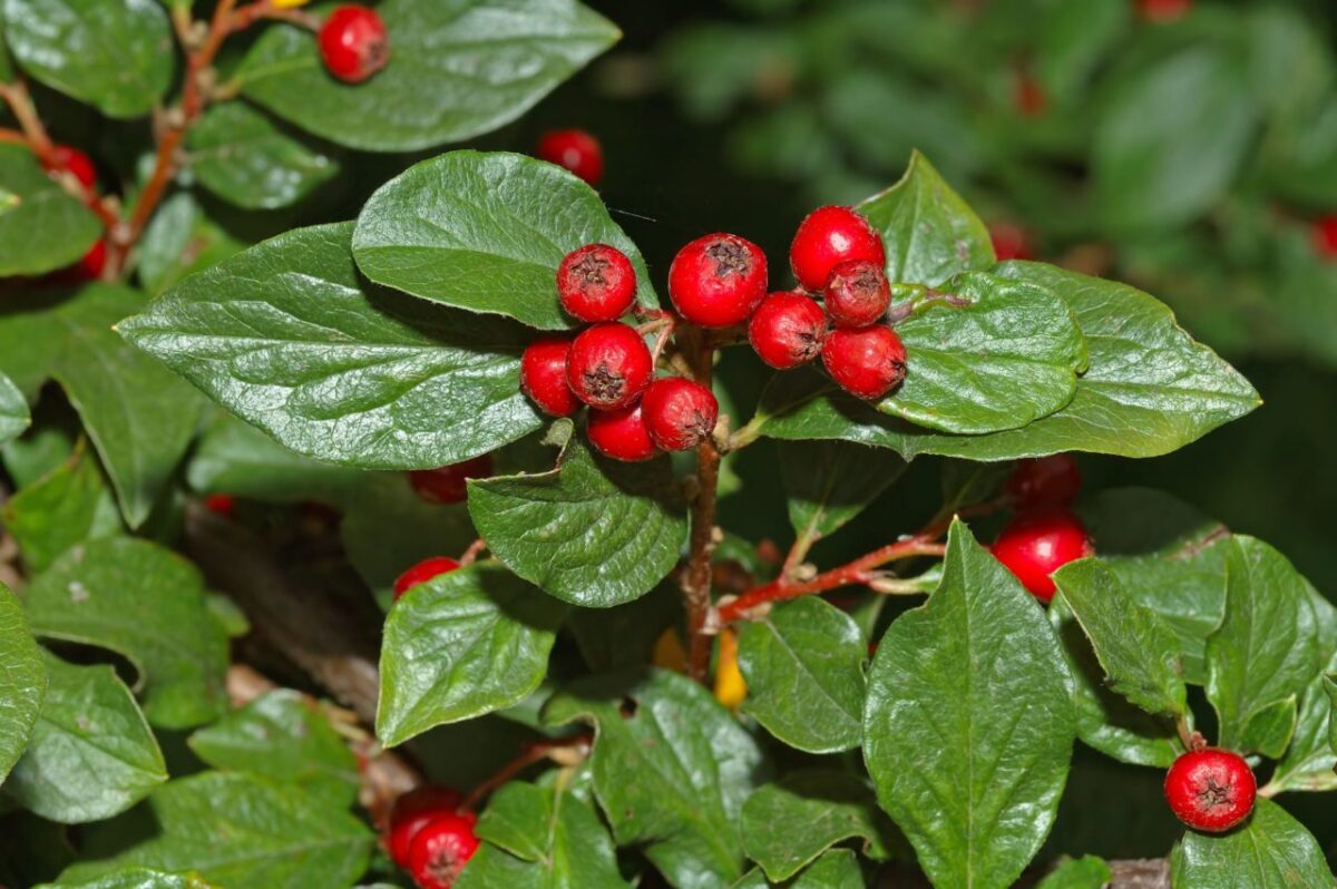 cotoneaster_acuminatus_-_berries_aka-1280x851-3708310