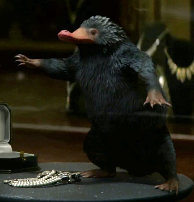 niffleur_en_flagrant_dc3a9lit-6255343